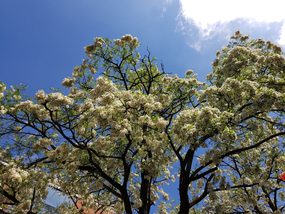 20180511_134916